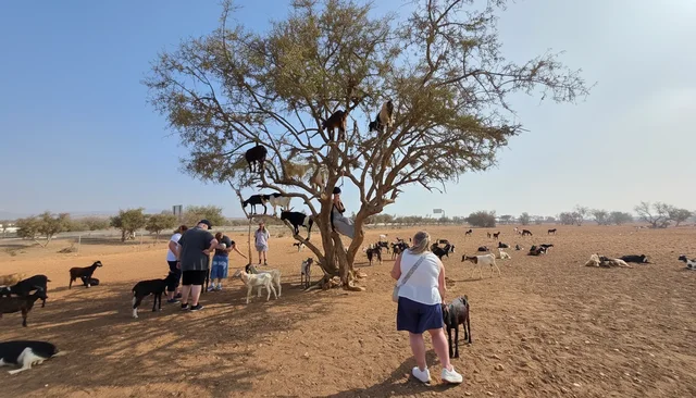 Goats around an argan tree in open countryside